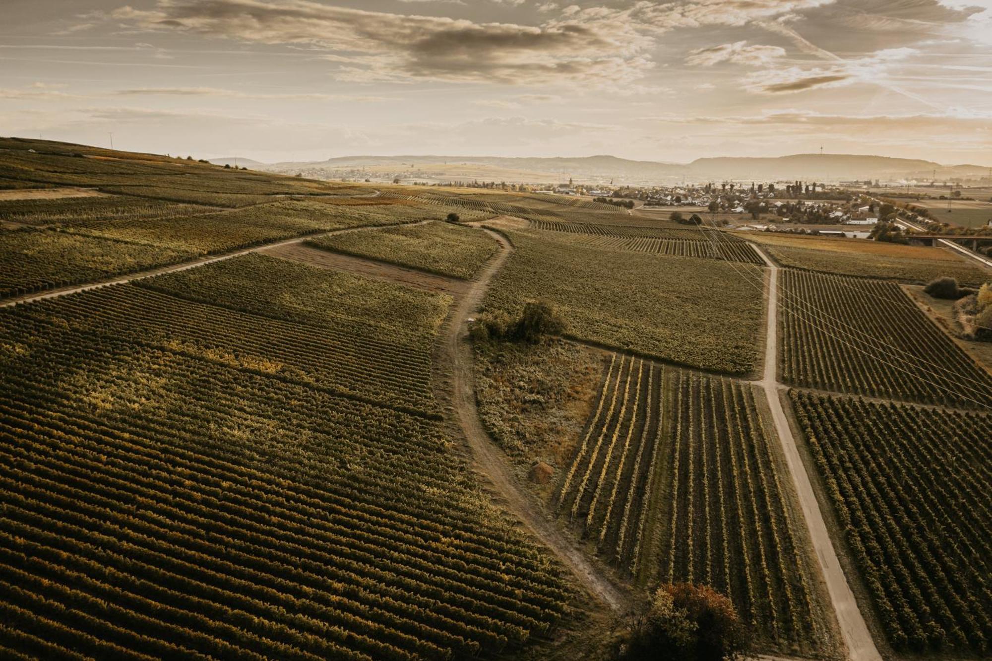 Weingut U. Gaestehaus Vogt-Fehlinger Biebelsheim Zewnętrze zdjęcie